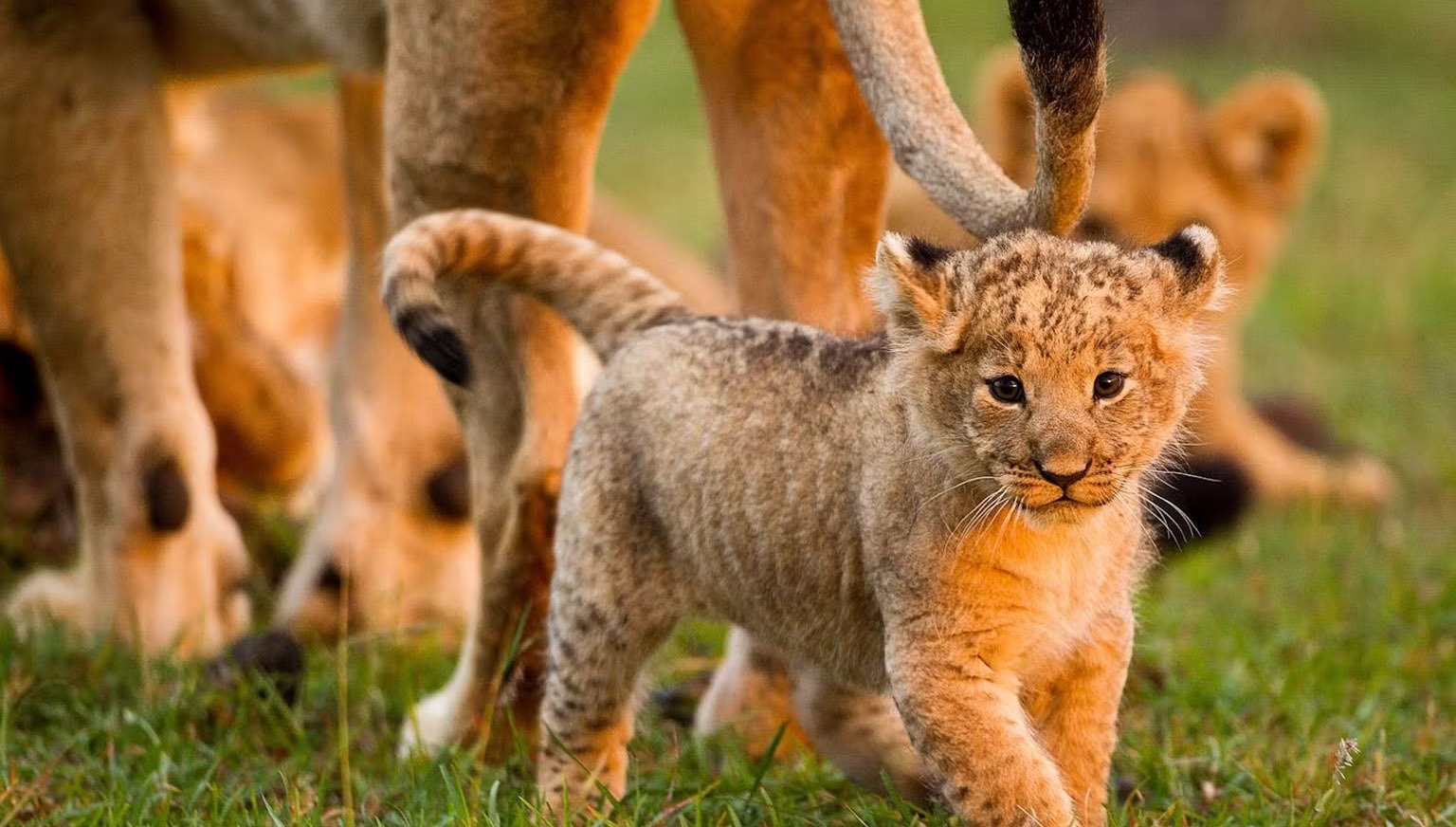 A lion cube during safari with Wakanda Tanzania Safari