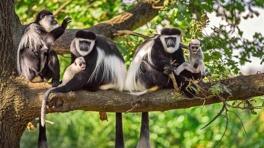 Colobus monkeys in lush Arusha National Park trees