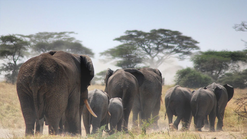Elephants in Tarangire National Park walking past giant baobab tree