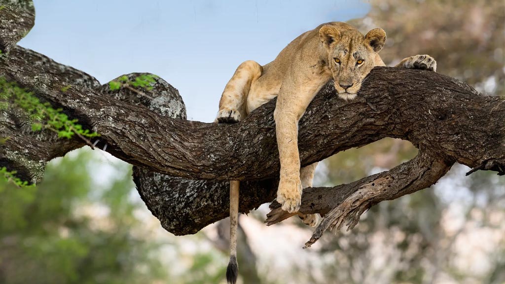 Tree-climbing lion resting on acacia tree in Lake Manyara National Park