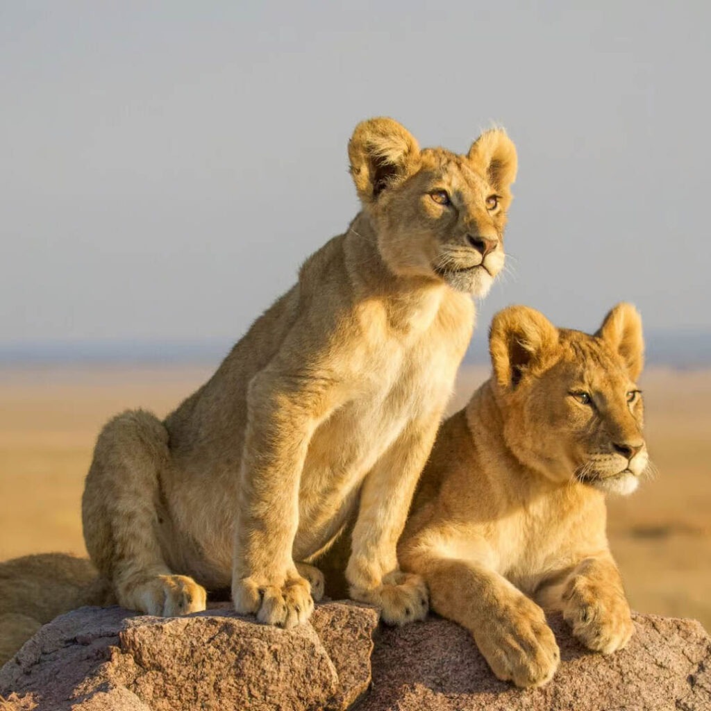 The Safari Adventure, during the Wakanda Tanzania Safari