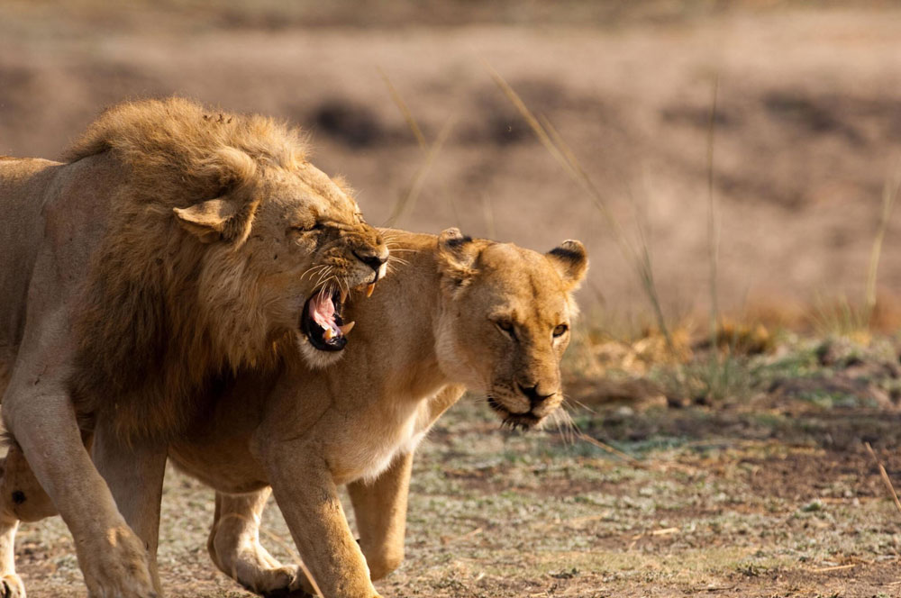 Tanzania wildlife safari landscape