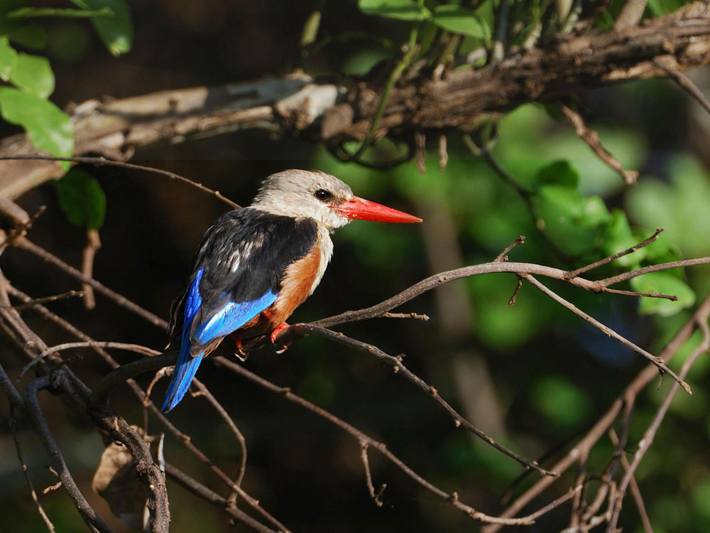 Birdwatching and nature safari in Lake Manyara Tanzania