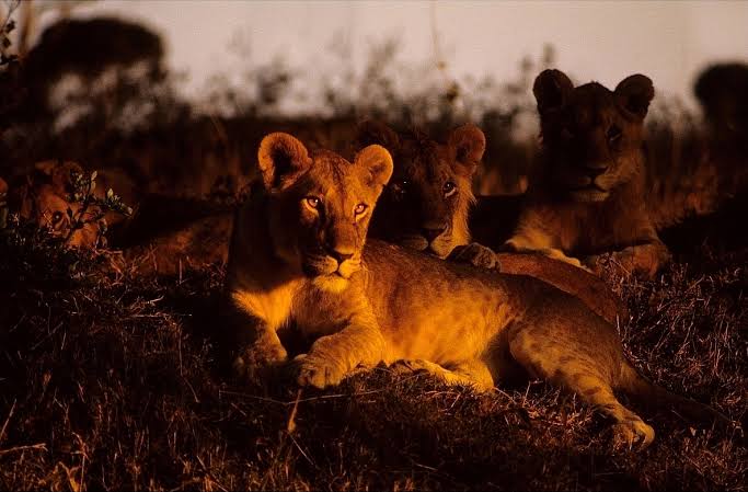 Night game drive Tanzania safari