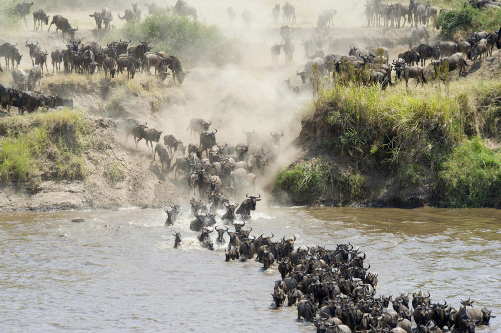 Tanzania safari tours