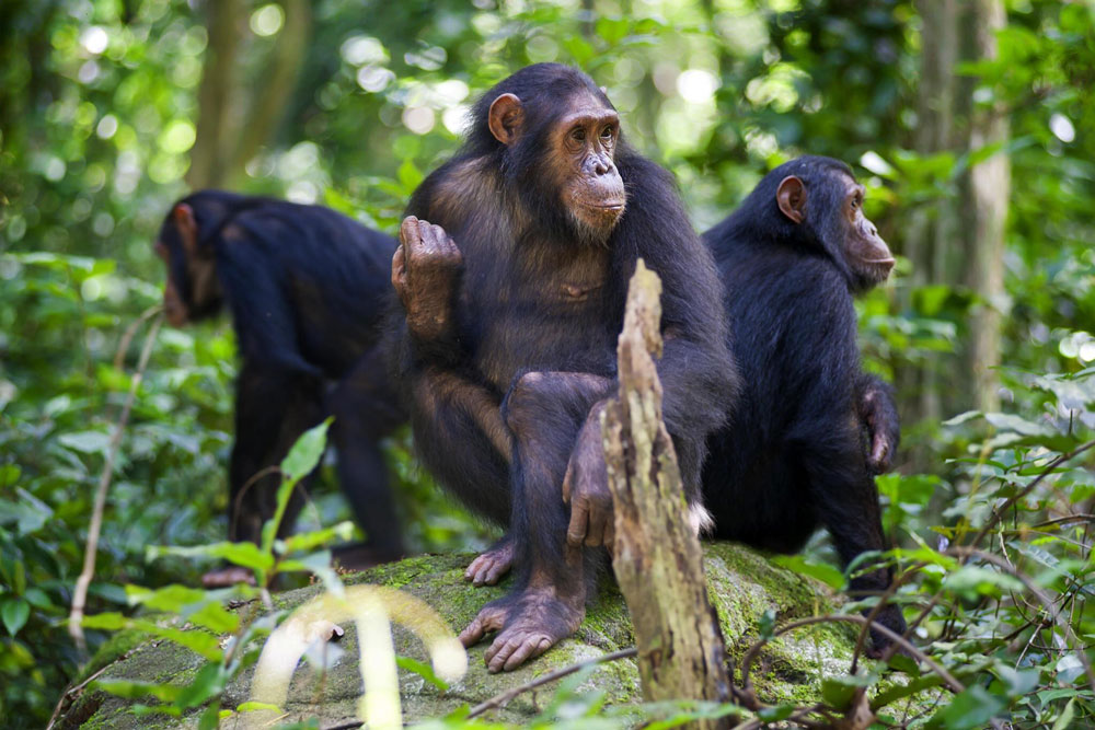 Chimpanzee trekking in Gombe Stream National Park Tanzania