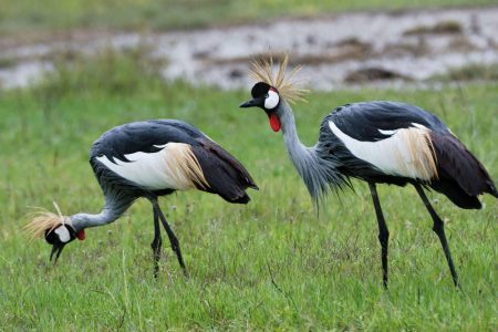 Arusha-National-Park-Tanzania-safari-2