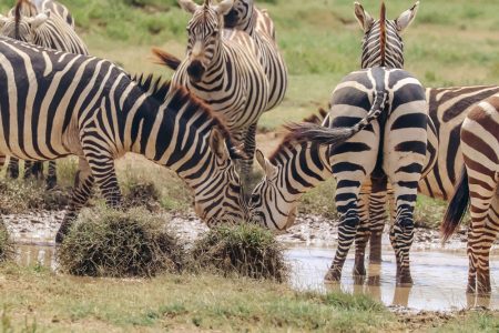 Arusha-National-Park-Tanzania-safari-3