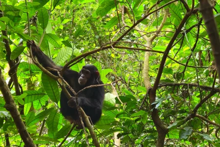 Gombe Stream National Park 3