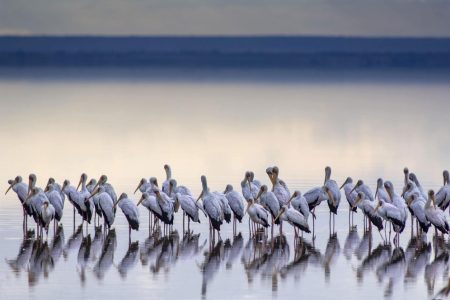 Lake-Manyara-Tanzania-Safari-Destination-1
