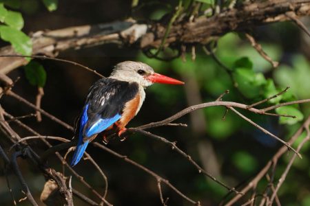 Lake-Manyara-Tanzania-Safari-Destination-4