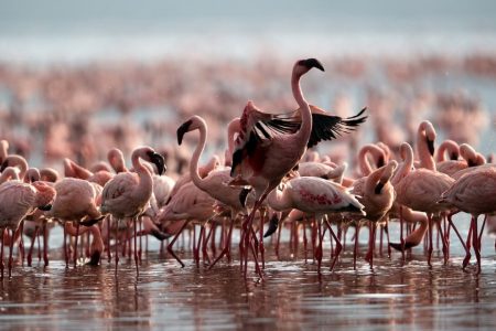 Lake Natron 4