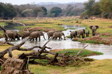 Ruaha-National-Park-Tanzania-safari-1
