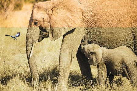 Ruaha-National-Park-Tanzania-safari-2