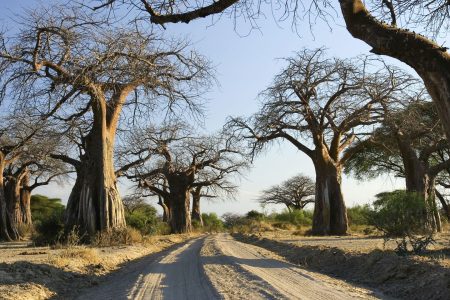 Ruaha National Park