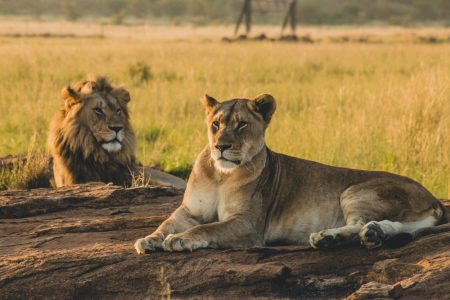 Serengeti-National-Park-Tanzania-safari-Destination-3