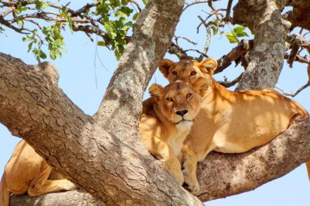 Tarangire-National-Park-Tanzania-safari-destination-4