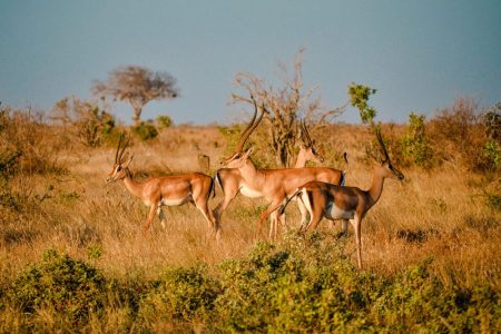 Udzungwa-Mountains-National-Park-Tanzania-Safari-3
